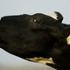 Imagen para el artículo titulado Aplicar descargas eléctricas a la caca de vaca para eliminar los gases de efecto invernadero